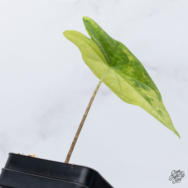 Alocasia 'Bat Wing' Variegated (wk36-T)