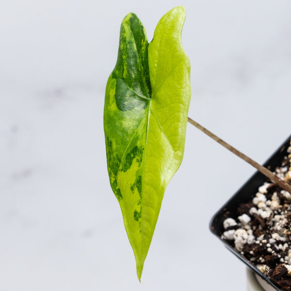 Alocasia 'Bat Wing' Variegated (wk36-T)