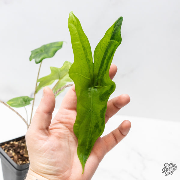 Alocasia 'Bat Wing' Variegated (wk49-UA)