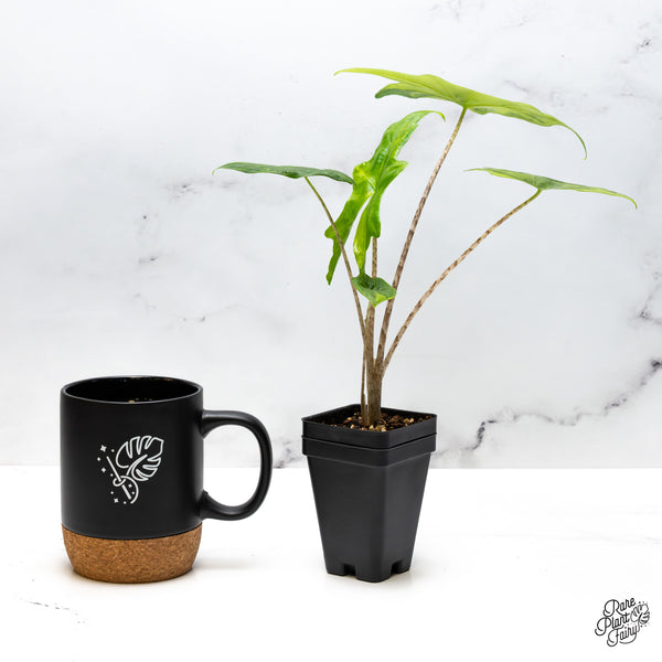 Alocasia 'Bat Wing' Variegated (wk49-UA)