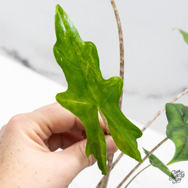 Alocasia 'Bat Wing' Variegated (wk49-UA)