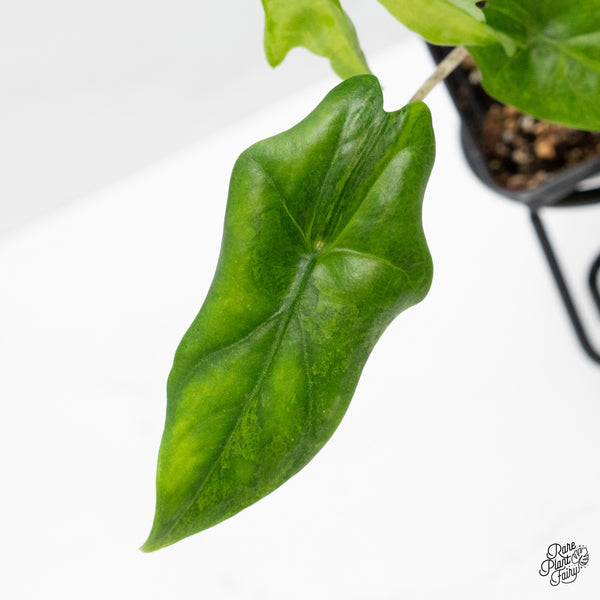 Alocasia 'Bat Wing' Variegated (wk49-UA)