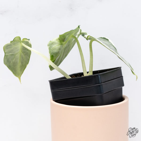 Alocasia 'Black Velvet Ninja' Variegated (wk37-A)
