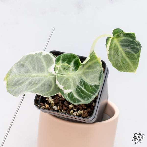 Alocasia 'Black Velvet Ninja' Variegated (wk37-A)