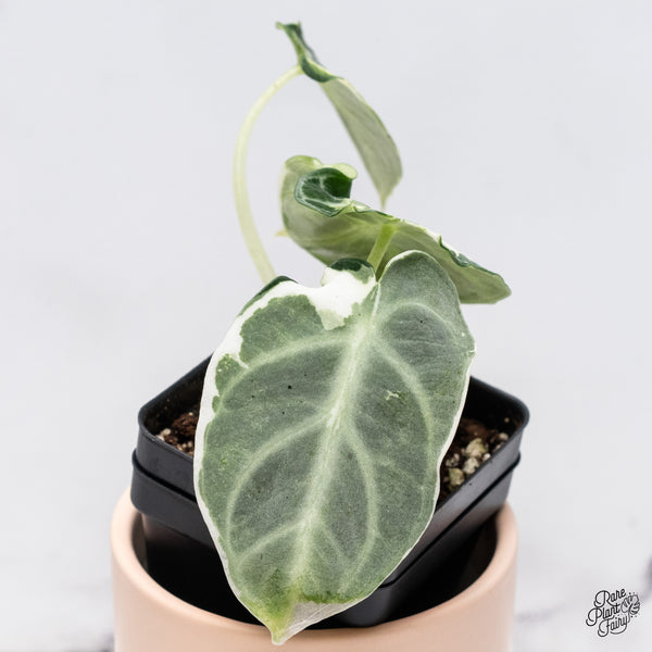 Alocasia 'Black Velvet Ninja' Variegated (wk37-A)