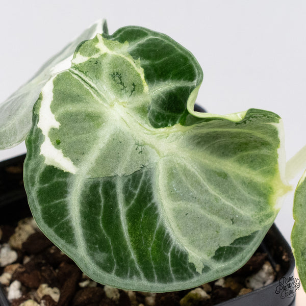 Alocasia 'Black Velvet Ninja' Variegated (wk37-A)