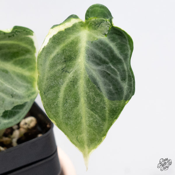Alocasia 'Black Velvet Ninja' Variegated (wk37-A)