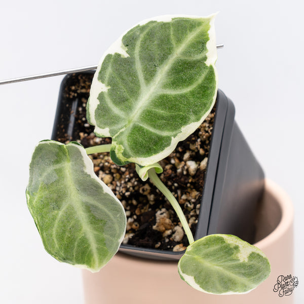 Alocasia 'Black Velvet Ninja' Variegated (wk37-B)