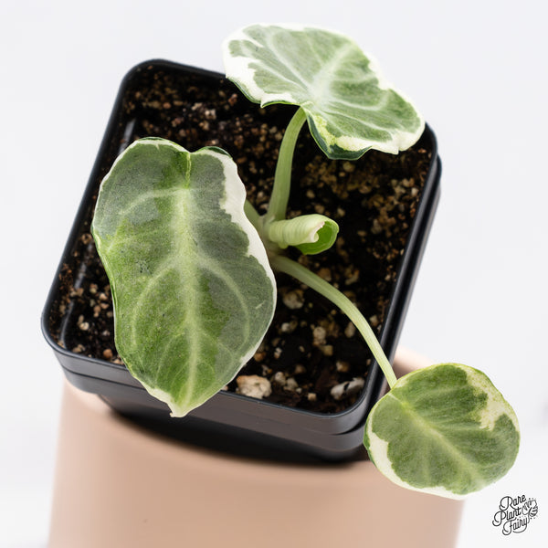 Alocasia 'Black Velvet Ninja' Variegated (wk37-B)