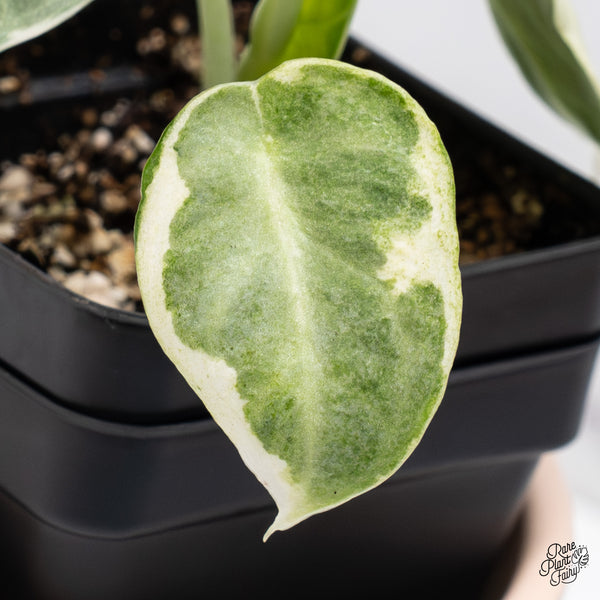 Alocasia 'Black Velvet Ninja' Variegated (wk37-B)