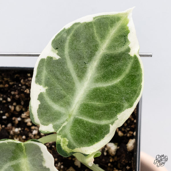 Alocasia 'Black Velvet Ninja' Variegated (wk37-B)