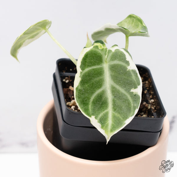 Alocasia 'Black Velvet Ninja' Variegated (wk37-B)