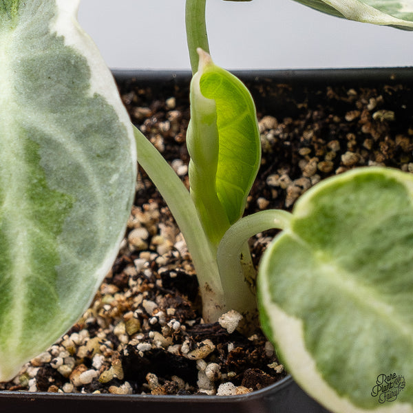 Alocasia 'Black Velvet Ninja' Variegated (wk37-B)