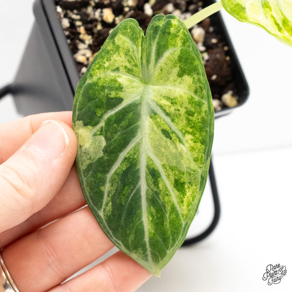 Alocasia 'Black Velvet Ninja' Tricolor/Splash Variegated (wk6-E)