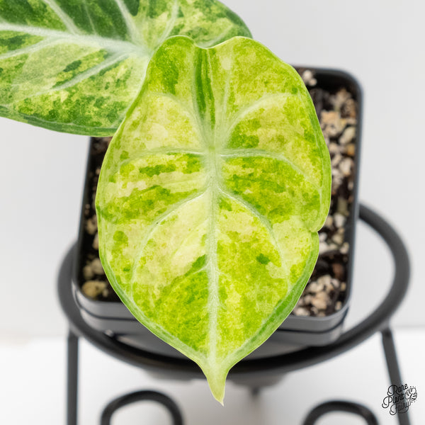 Alocasia 'Black Velvet Ninja' Tricolor/Splash Variegated (wk6-E)