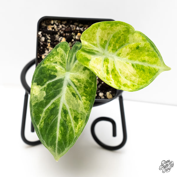 Alocasia 'Black Velvet Ninja' Tricolor/Splash Variegated (wk6-E)