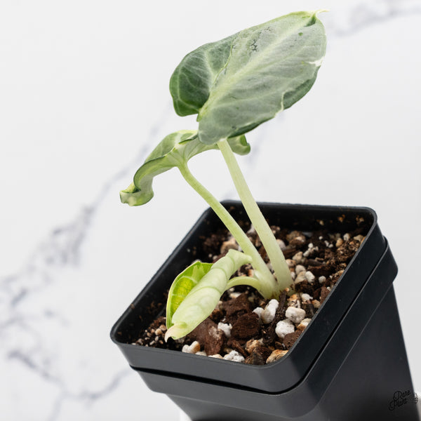 Alocasia 'Black Velvet Ninja' Variegated (wk33-B)