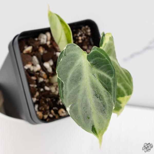 Alocasia 'Black Velvet Ninja' Variegated (wk33-B)