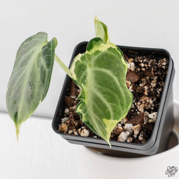 Alocasia 'Black Velvet Ninja' Variegated (wk33-B)