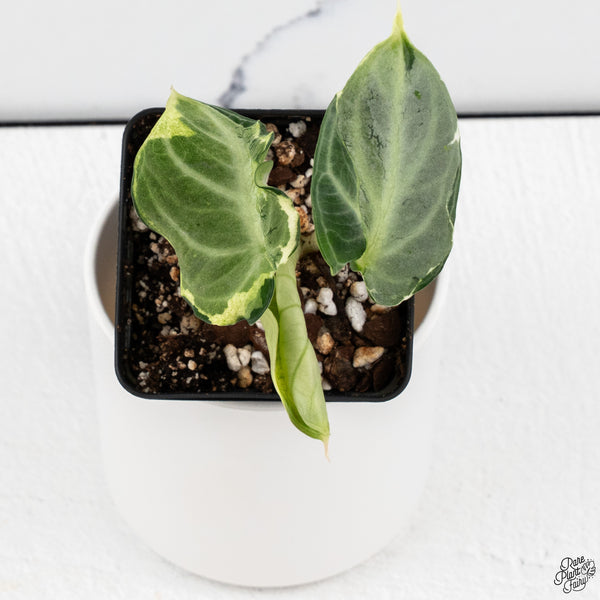 Alocasia 'Black Velvet Ninja' Variegated (wk33-B)
