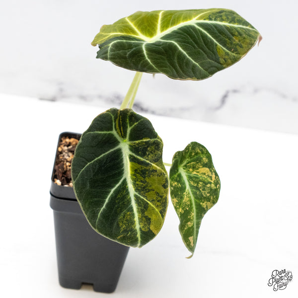 Alocasia 'Black Velvet' Aurea Gold Variegated (wk49-N)