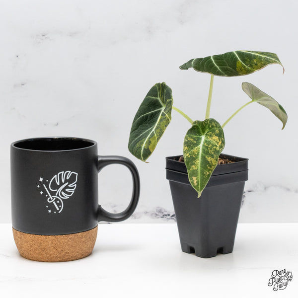 Alocasia 'Black Velvet' Aurea Gold Variegated (wk49-N)