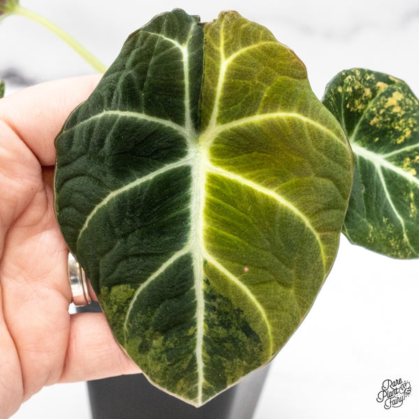 Alocasia 'Black Velvet' Aurea Gold Variegated (wk49-N)