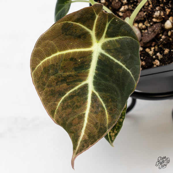 Alocasia 'Black Velvet' Aurea Gold Variegated (wk45-P)