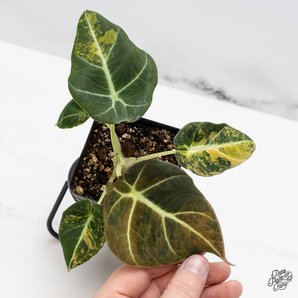 Alocasia 'Black Velvet' Aurea Gold Variegated (wk45-P)