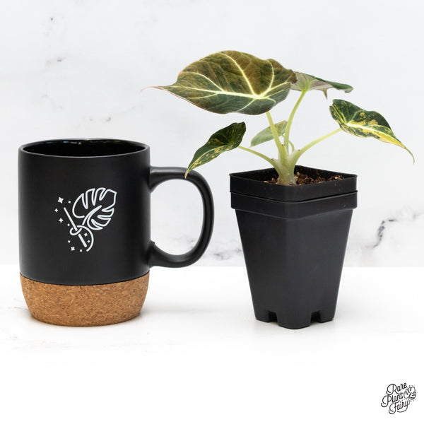 Alocasia 'Black Velvet' Aurea Gold Variegated (wk45-P)