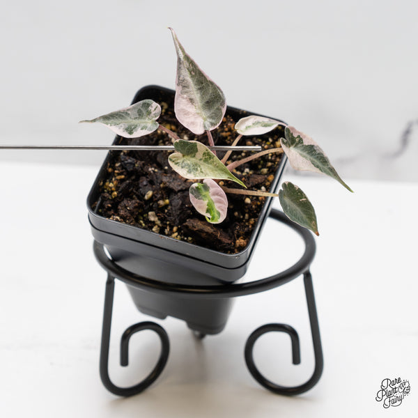 Alocasia 'De beers' Pink Variegated (wk50-UM)