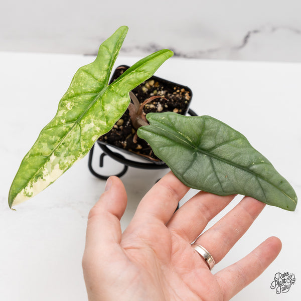 Alocasia heterophylla 'Metallic Blue' Albo variegated (wk46-W)