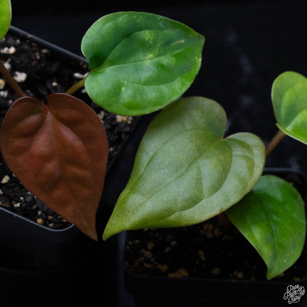 Anthurium luxurians *Grower's Choice*