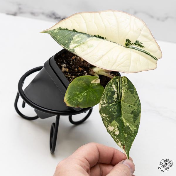 Alocasia 'Bisma Platinum' Albo Variegated (wk45-H)