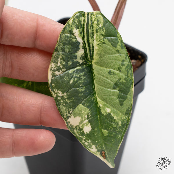 Alocasia 'Bisma Platinum' Albo Variegated (wk45-H)