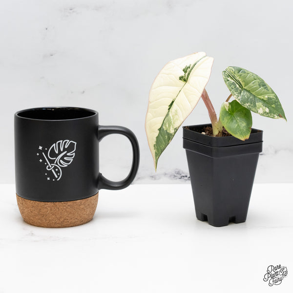 Alocasia 'Bisma Platinum' Albo Variegated (wk45-H)