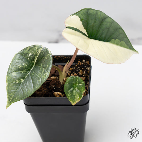 Alocasia 'Bisma Platinum' Albo Variegated (wk45-I)