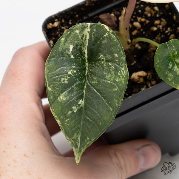 Alocasia 'Bisma Platinum' Albo Variegated (wk45-I)