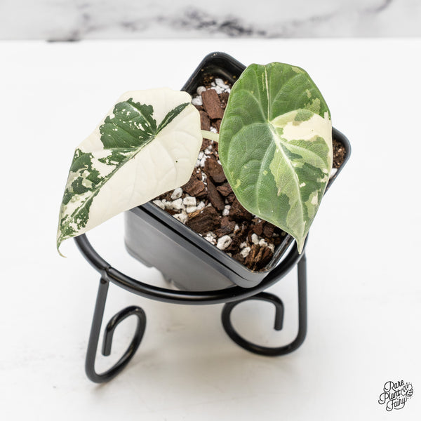 Alocasia Maharani Albo Variegated (wk51-M)