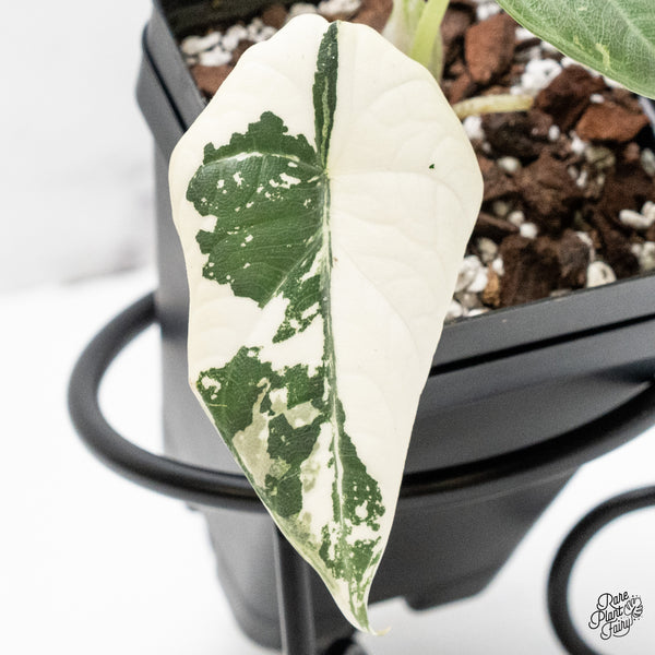 Alocasia Maharani Albo Variegated (wk51-M)
