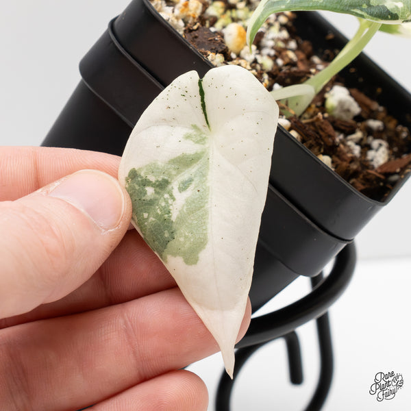 Alocasia Maharani Albo Variegated (wk2-J)