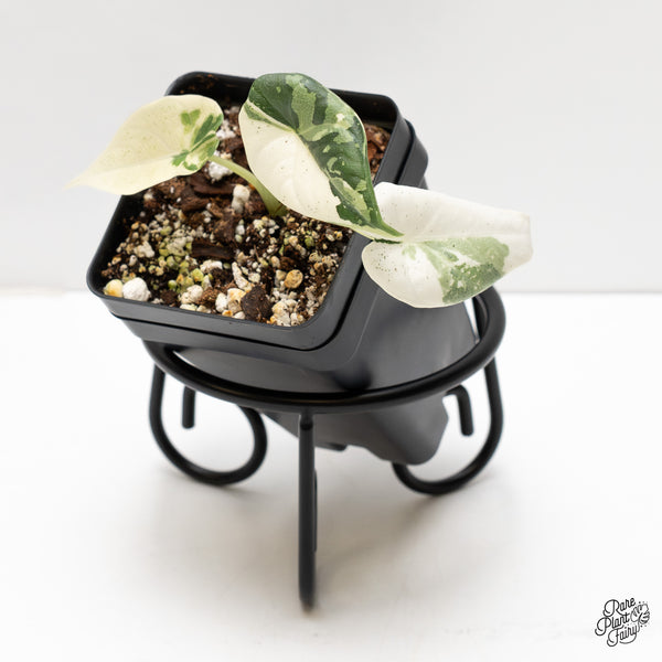 Alocasia Maharani Albo Variegated (wk2-J)