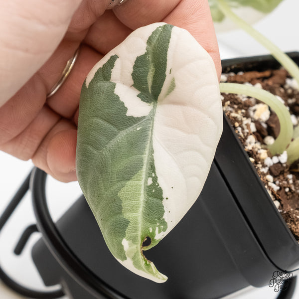 Alocasia Maharani Albo Variegated (wk6-D)