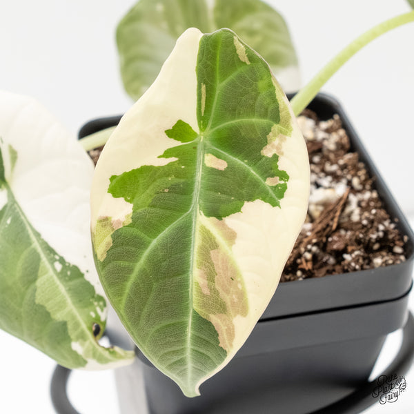 Alocasia Maharani Albo Variegated (wk6-D)