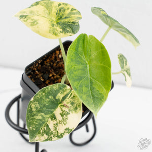 Alocasia 'Melo' Aurea Variegated *Grower's Choice*