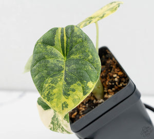 Alocasia 'Melo' Aurea Variegated *Grower's Choice*
