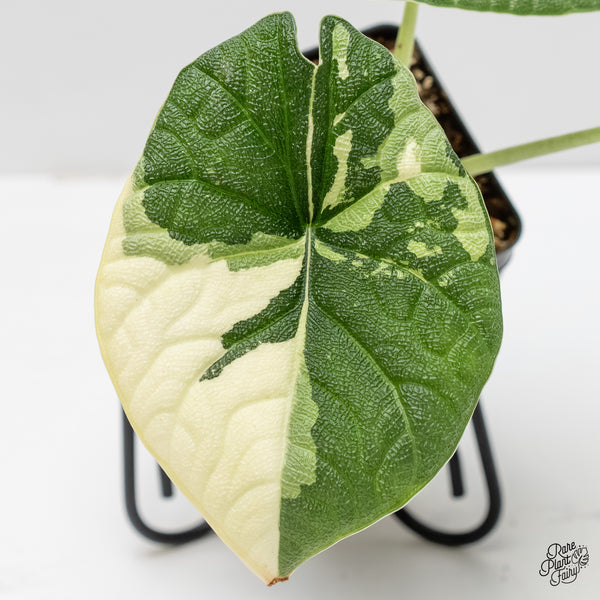 Alocasia 'Melo' Albo Variegated (wk5-H) *Corming Size*