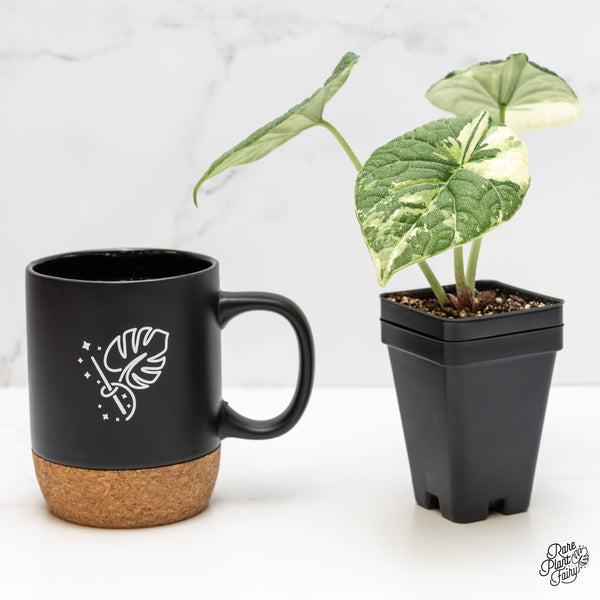 Alocasia 'Melo' Albo Variegated (wk5-H) *Corming Size*