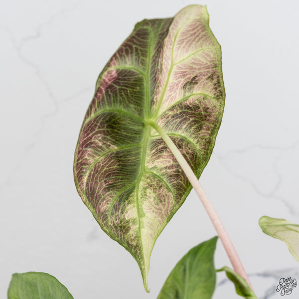 Alocasia 'Nairobi Nights' Variegated (wk32-H)