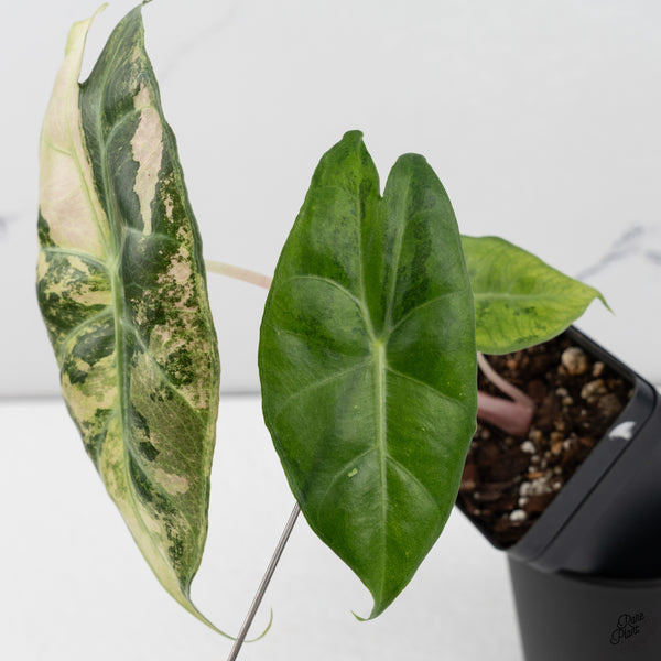 Alocasia 'Nairobi Nights' Variegated (wk32-H)